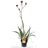 Amber Velvet™ Kangaroo Paw - Plant photo