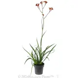 Amber Velvet™ Kangaroo Paw - Alternate photo