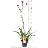Amber Velvet™ Kangaroo Paw - Product photo