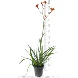 Amber Velvet™ Kangaroo Paw - Reference photo