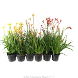 Kangaroo Paw Assorted - Primary