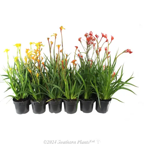 Kangaroo Paw Assorted
