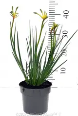 Celebrations® Aussie Spirit Kangaroo Paw - Primary