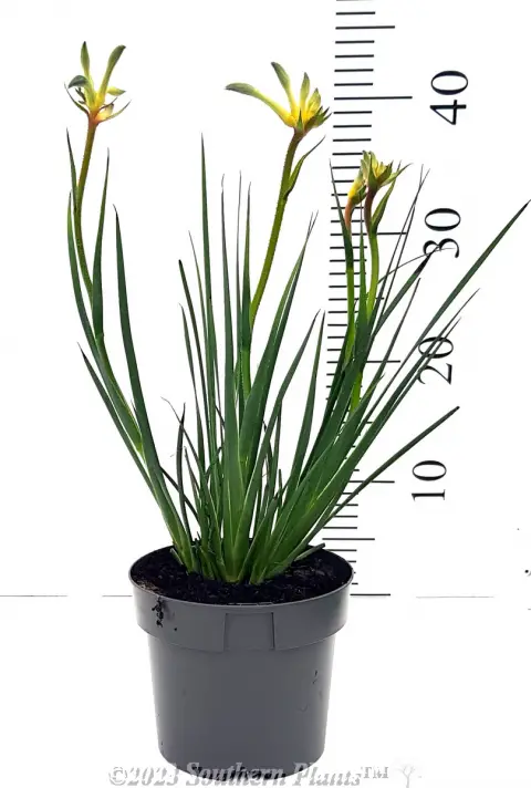 Celebrations® Aussie Spirit Kangaroo Paw