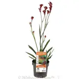 Bush Ballad Kangaroo Paw - Primary