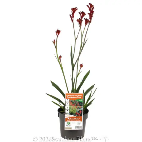 Bush Ballad Kangaroo Paw