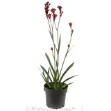 Bush Ballad Kangaroo Paw - Alt
