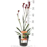 Bush Ballad Kangaroo Paw - Pack