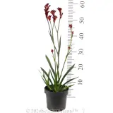 Bush Ballad Kangaroo Paw - Ruler