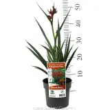 Bush Blitz Kangaroo Paw - Product photo