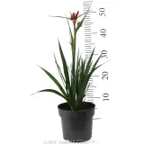 Bush Blitz Kangaroo Paw - Reference photo