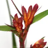 Bush Blitz Kangaroo Paw - Detail photo