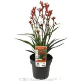 Bush Blitz Kangaroo Paw - Plant photo