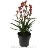 Bush Blitz Kangaroo Paw - Alternate photo