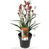 Bush Blitz Kangaroo Paw - Product photo