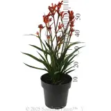 Bush Blitz Kangaroo Paw - Reference photo