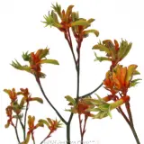Bush Blitz Kangaroo Paw - Detail photo