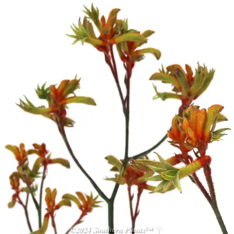 Bush Blitz Kangaroo Paw