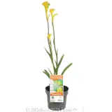 Bush Bonanza Kangaroo Paw - Primary