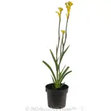 Bush Bonanza Kangaroo Paw - Alt