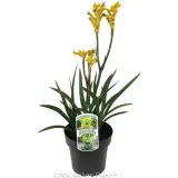 Bush Bonanza Kangaroo Paw - Plant photo