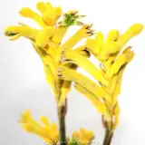 Bush Bonanza Kangaroo Paw - Product photo