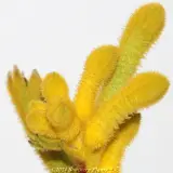 Bush Bonanza Kangaroo Paw - Reference photo