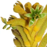 Bush Bonanza Kangaroo Paw - Detail photo