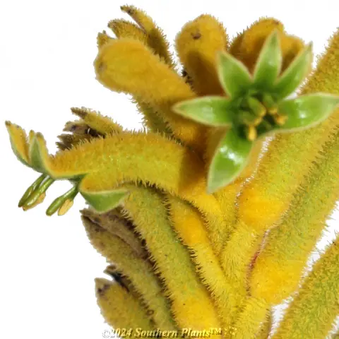 Bush Bonanza Kangaroo Paw