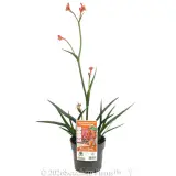 Bush Coral Kangaroo Paw - Primary