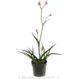 Bush Coral Kangaroo Paw - Alt