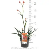 Bush Coral Kangaroo Paw - Pack