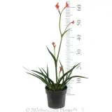 Bush Coral Kangaroo Paw - Ruler