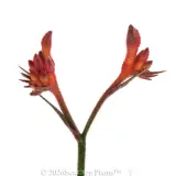 Bush Coral Kangaroo Paw - Detail