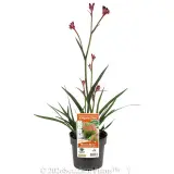 Bush Crystal Kangaroo Paw - Primary