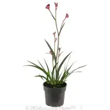 Bush Crystal Kangaroo Paw - Alt