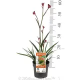 Bush Crystal Kangaroo Paw - Pack