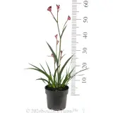 Bush Crystal Kangaroo Paw - Ruler