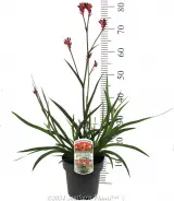 Bush Crystal Kangaroo Paw - Product photo