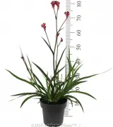 Bush Crystal Kangaroo Paw - Reference photo