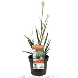 Bush Diamond™ Kangaroo Paw - Plant photo