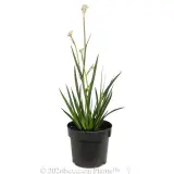Bush Diamond™ Kangaroo Paw - Alternate photo
