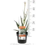Bush Diamond™ Kangaroo Paw - Product photo