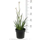 Bush Diamond™ Kangaroo Paw - Reference photo
