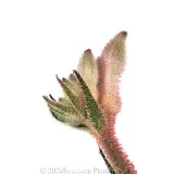 Bush Diamond™ Kangaroo Paw - Detail photo