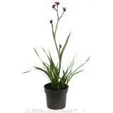Kangaroo Paw Bush Elegance - Alternate photo