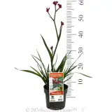 Kangaroo Paw Bush Elegance - Product photo