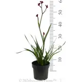 Kangaroo Paw Bush Elegance - Reference photo