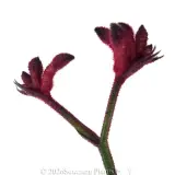 Kangaroo Paw Bush Elegance - Detail photo