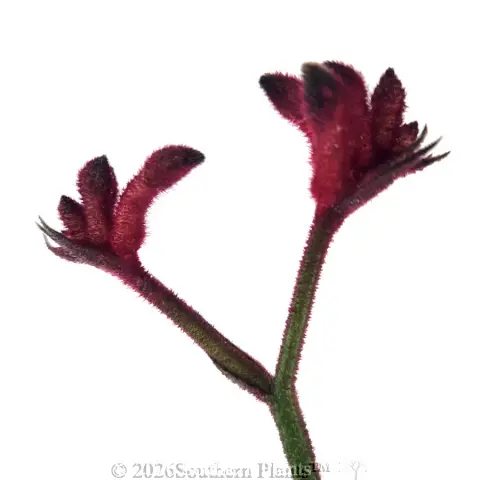 Kangaroo Paw Bush Elegance